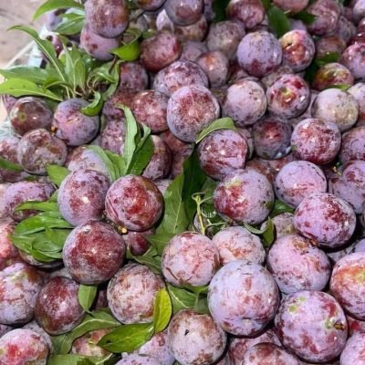 Mận hậu sơn la