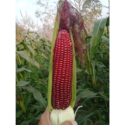 Bắp Nữ hoàng đỏ (Ngô nữ hoàng)