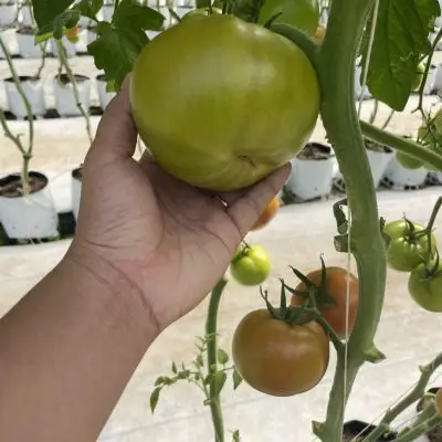 Cà chua beef lâm đồng