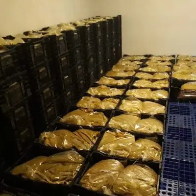 Chanh dây sơ chế đóng bịch