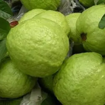 Ổ nữ hoàng, ổi đài loan