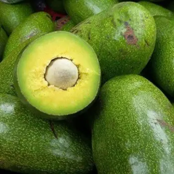 Bơ sáp Đà Lạt giá sỉ