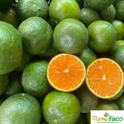 Cam sản xuất nước ép