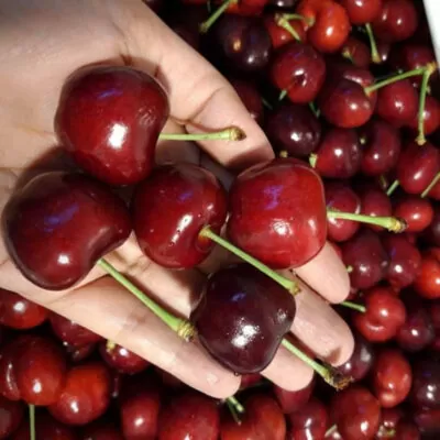 Cherry Mỹ