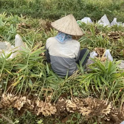 AS01 – CỦ GỪNG TƯƠI