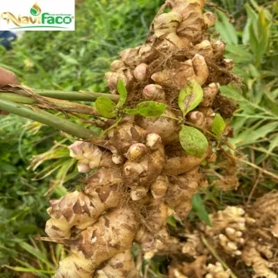 AS01 – CỦ GỪNG TƯƠI