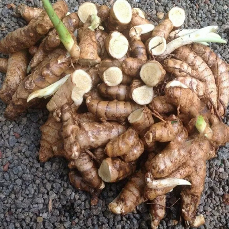 Củ nghệ trắng