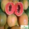 Đu Đủ Ruột Đỏ