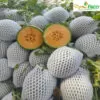 Dưa lưới MS002