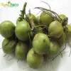 Dừa xiêm tươi