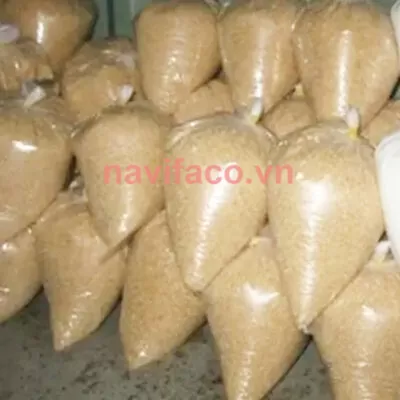 Đường cát vàng MS002