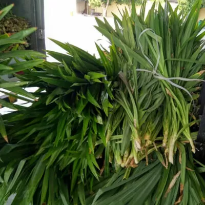 Lá dứa thơm ( lá cơm nếp)