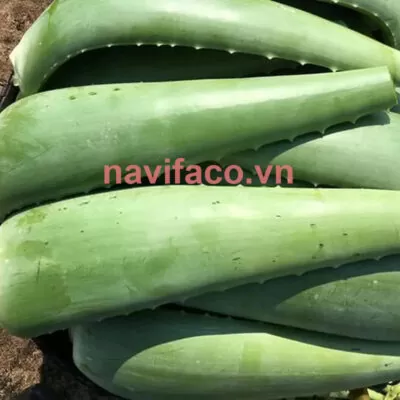 Nha đam chưa sơ chế MS001