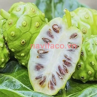 Nhàu tươi loại 1 MS001