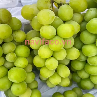 Nho xanh Ninh Thuận tươi sạch loại 1 MS002