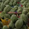 Sầu Riêng Ri6 Nguyên Trái