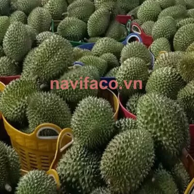 Sầu Riêng Ri6 Nguyên Trái
