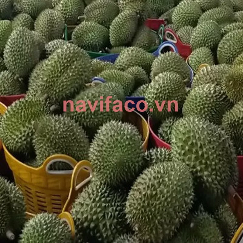 Sầu Riêng Ri6 Nguyên Trái