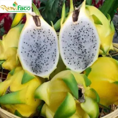 Thanh long trái vàng MS002