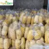 Thơm – dứa MS001