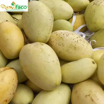 Xoài cát Hoà Lộc MS002