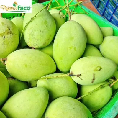 Xoài keo xanh MS003